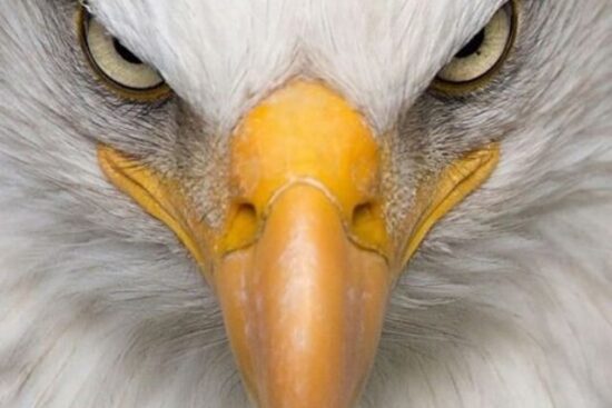 Bald Eagle's